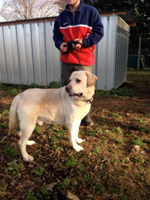 MAXx - labrador 10 ans - Spa de Poitiers (86) 338342IMG2412