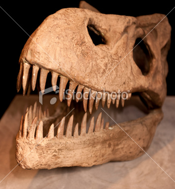 Tiger n° 823 Tunisie - Page 4 340019stockphoto18891499trexskullbones