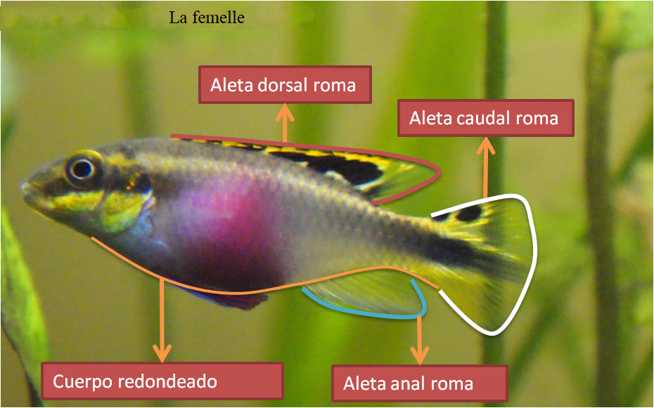 poisson - poisson intéressant 340818KribensisHembraDiferenciasSexuales