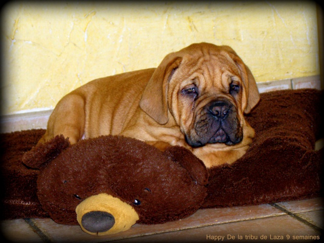 disponible, très joli chiot femelle Dogue de Bordeaux de 2 mois 340832774907392902710803043213936849o