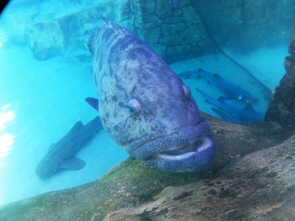 Une lune de miel à Orlando, septembre/octobre 2015 [WDW - Universal Resort - Seaworld Resort] - Page 9 3419281000282