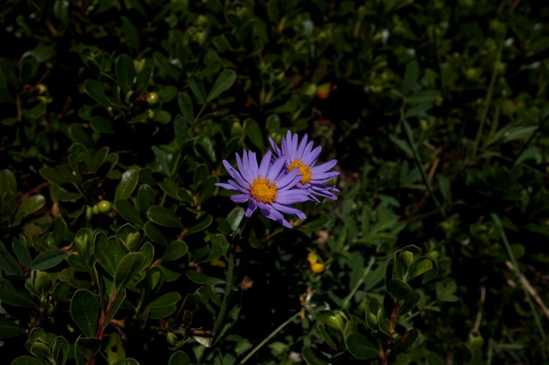 pas de carni mais de jolies plantes alpines ! 342660DSC03388