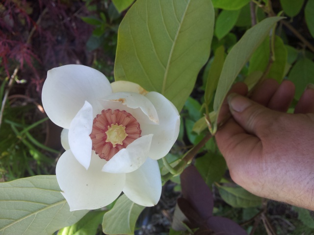 magnolia sieboldii 34316620170521154908