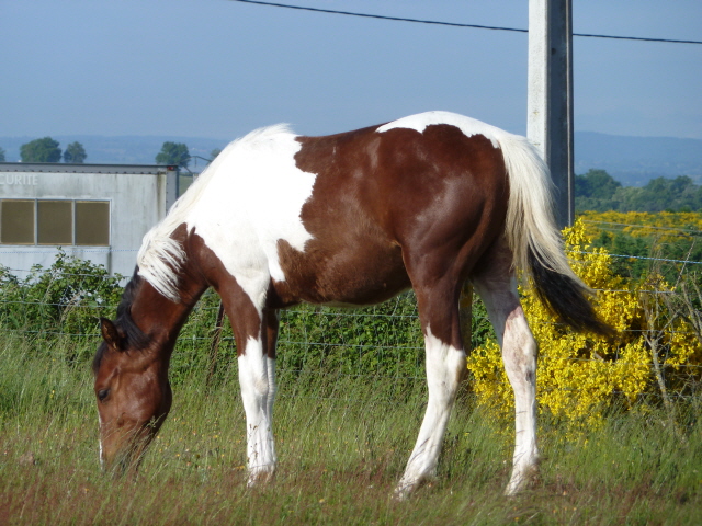 Poulain 2012 shagya pottock tobiano 343606739