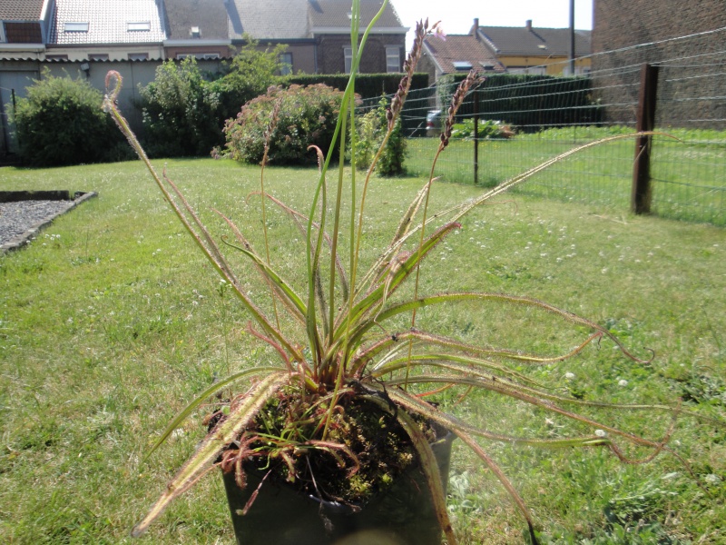 Fiche de culture : Drosera regia 343761DSC01282