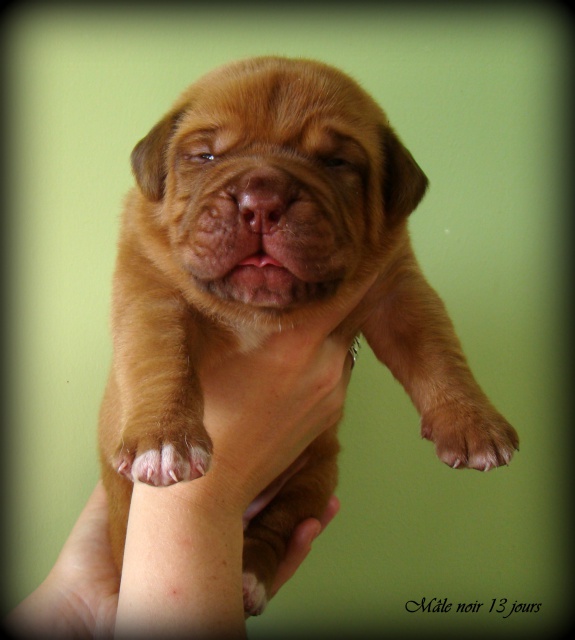 dogue - Kim z'orisku et Gentle Bazooka De la Tour gelée (Dogue de Bordeaux) 346227DSC03295