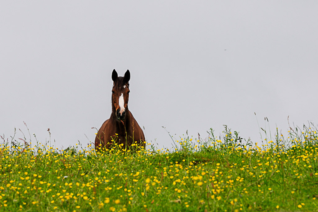 [Fil - Ouvert ] Chevaux - Page 5 346358LalouvireDSC2604594