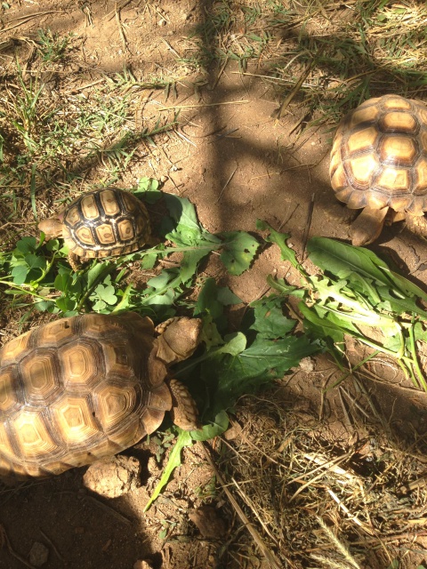 Miam les bonnes plantes  347633CENTROCHELYSSULCATA22SEPTEMBRE2012007