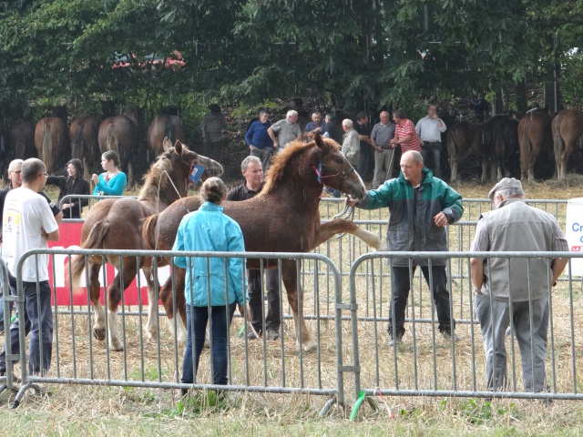 foire aux poulains  347694DSC00927