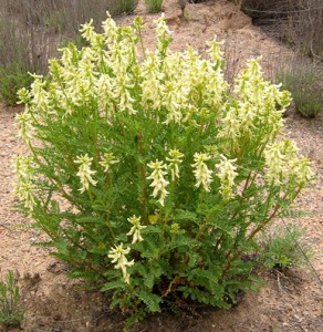 Plantes étonnantes (ou belles ou intéressantes ou marrantes ou ce que vous voulez) 348645Astragale