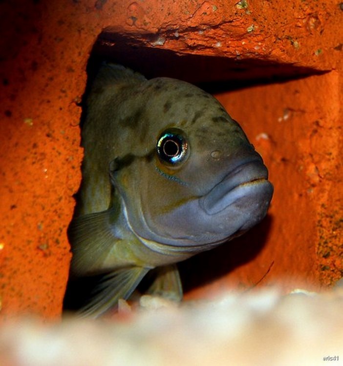 Telmatochromis burgeoni 348672maletetetelmatospshell