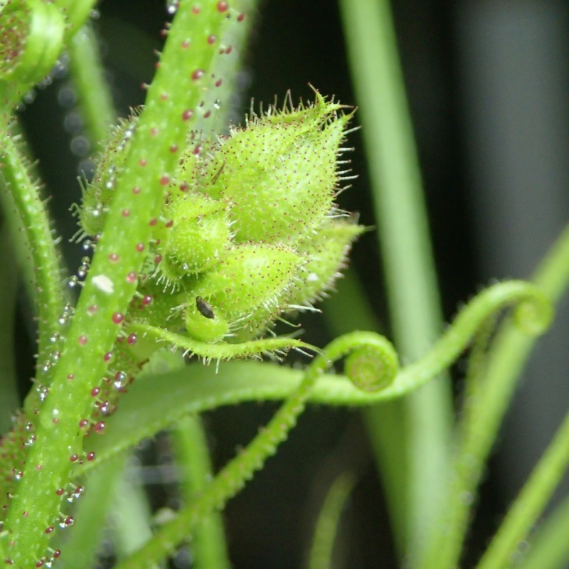 foire aux plantes rares de st priest !! (photos) 350129P3220056