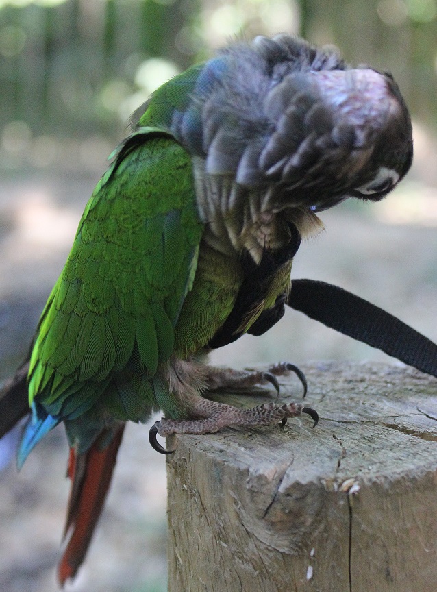 Helly, la crème des conures - Page 2 350704IMG2571