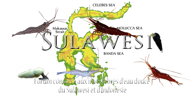 sulawesi