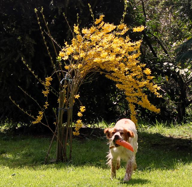 Berlioz , adorable épagneul breton mâle, 6 ans, lof - Page 3 353669IMG0904