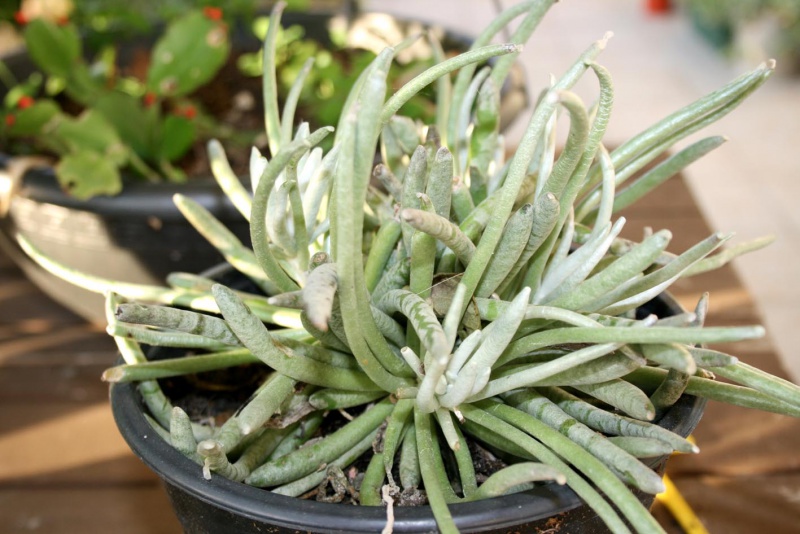 Senecio scaposus  353715senecioscaposus