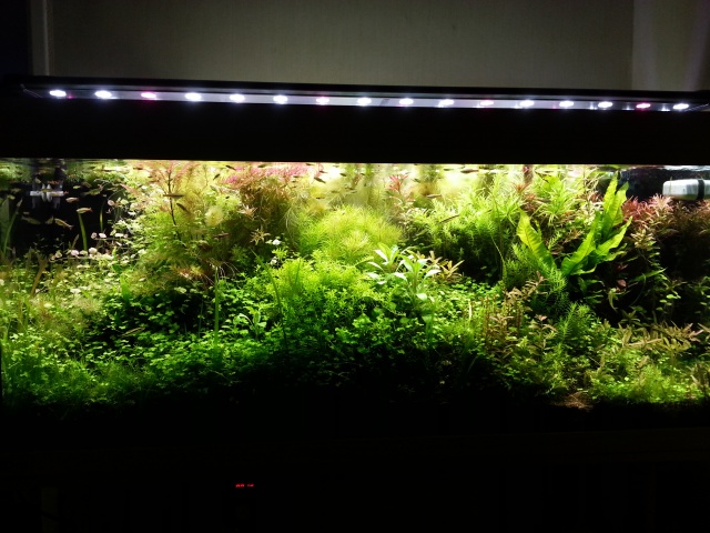 Mes (plus) de 60 plantes dans mon 240 litres - Page 3 35439520140412065453