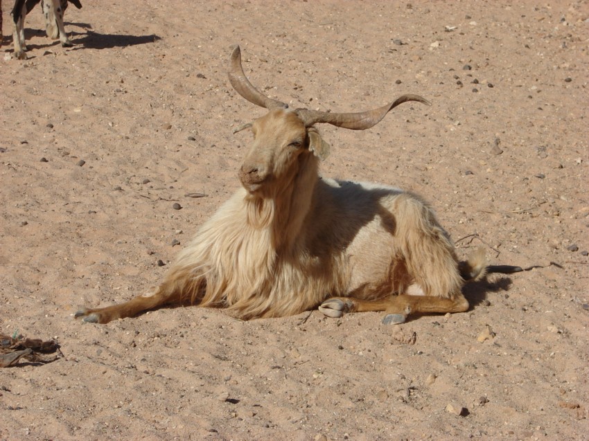 Le Grand Sud du Maroc - II 354455086