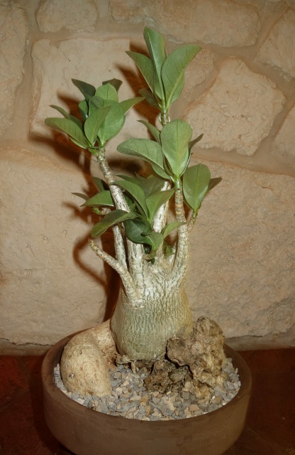 Adenium arabicum - Page 2 356773IMG1460