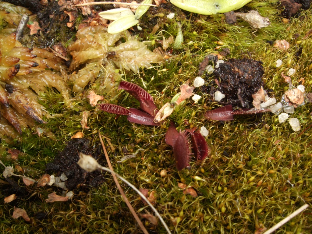 Ma tourbière - 3 ans après 357323bbDionaea