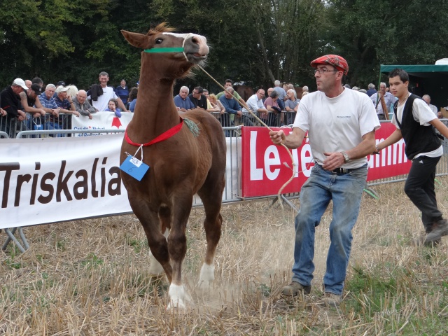 foire aux poulains  358409DSC00904