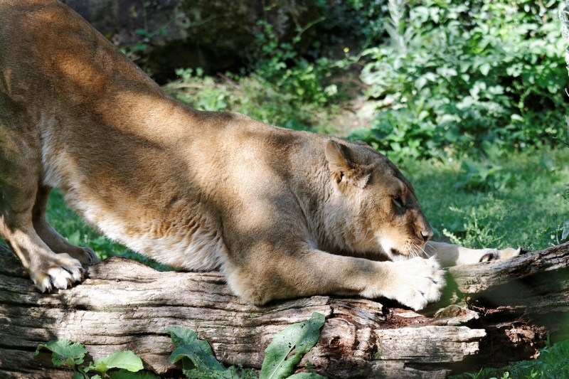 Le zoo de Doué la Fontaine 359151ZoodeDoulaFontaine49041DxO800x600