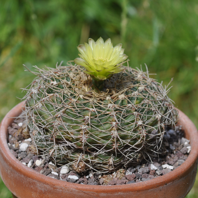 GYMNOCALYCIUM !!! - Page 4 361445leeanum120617002