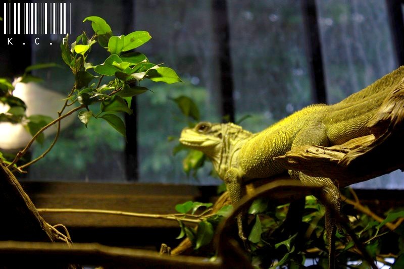 Ménagerie Du Jardin Des Plantes - Paris  361801IMG9601