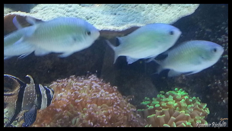 Chromis viridis:  362416chromis2