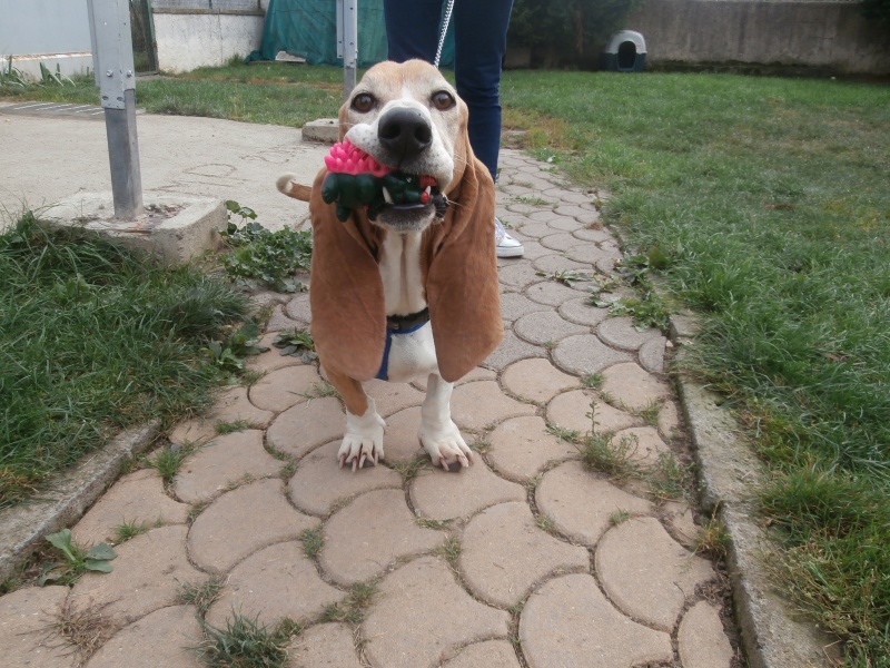 VICTOR - basset artesien 10 ans - Sos Animaux à Le Broc (63) 364131PA041811