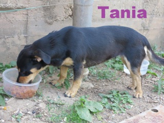 Très urgent - TANIA - x 11 mois - ASSo Charly le Blanc - Irina (Roumanie) 364807IMG8979