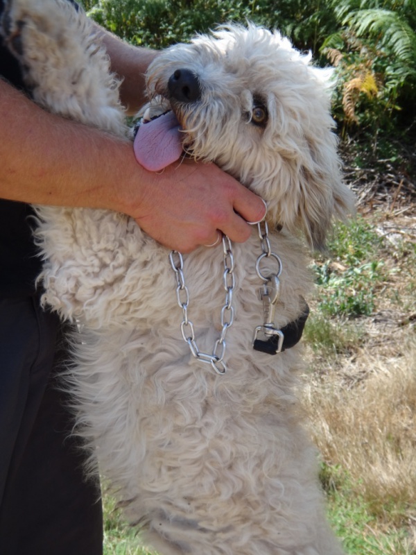 X CANICHE LABRIT ?? 2/3 ANS EN FOURRIERE URGENT DPT 40 365211DSC02709