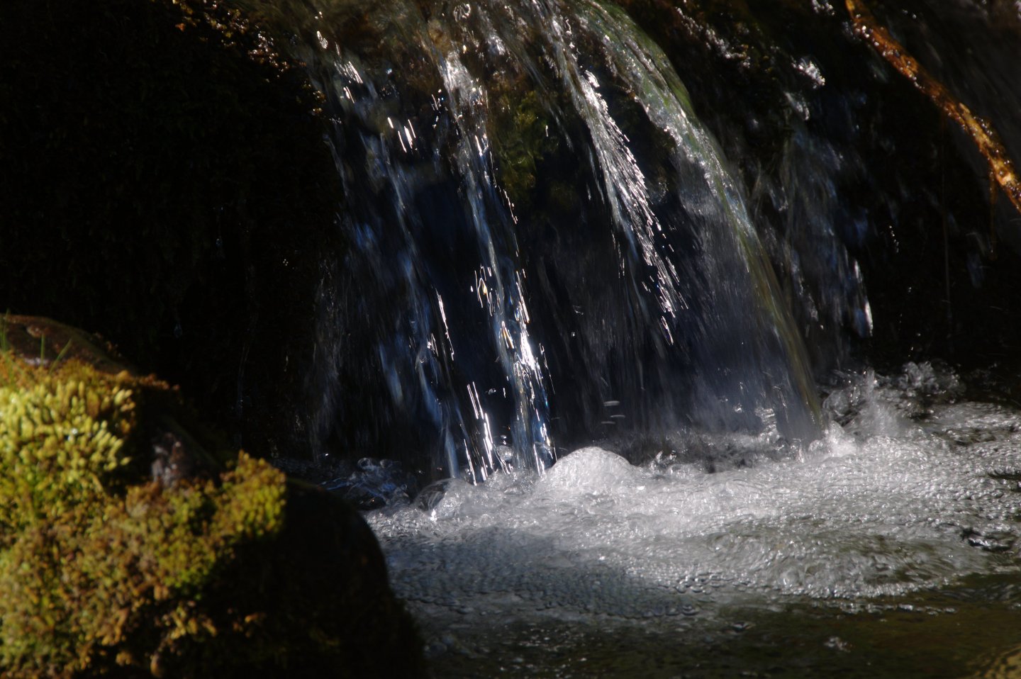 Une vie pyrénéenne de labrit des pyrénées - Page 14 366979ses0122