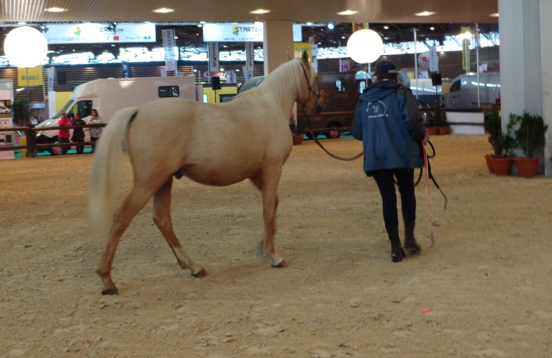 Présence barbe au Salon Equita (Lyon) 2013 367067DSC042641