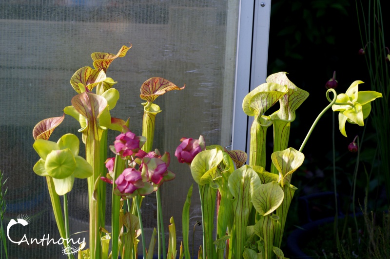 Quelques Sarracenia 368471IMGP5012