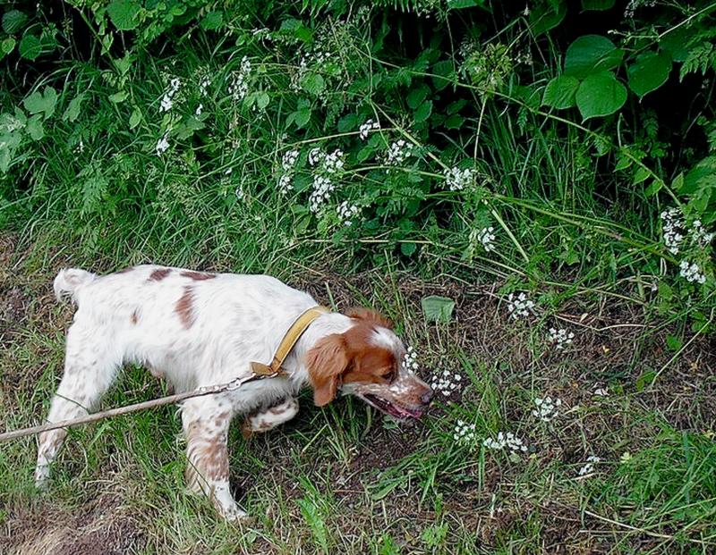 Berlioz , adorable épagneul breton mâle, 6 ans, lof - Page 4 368568vendredi444