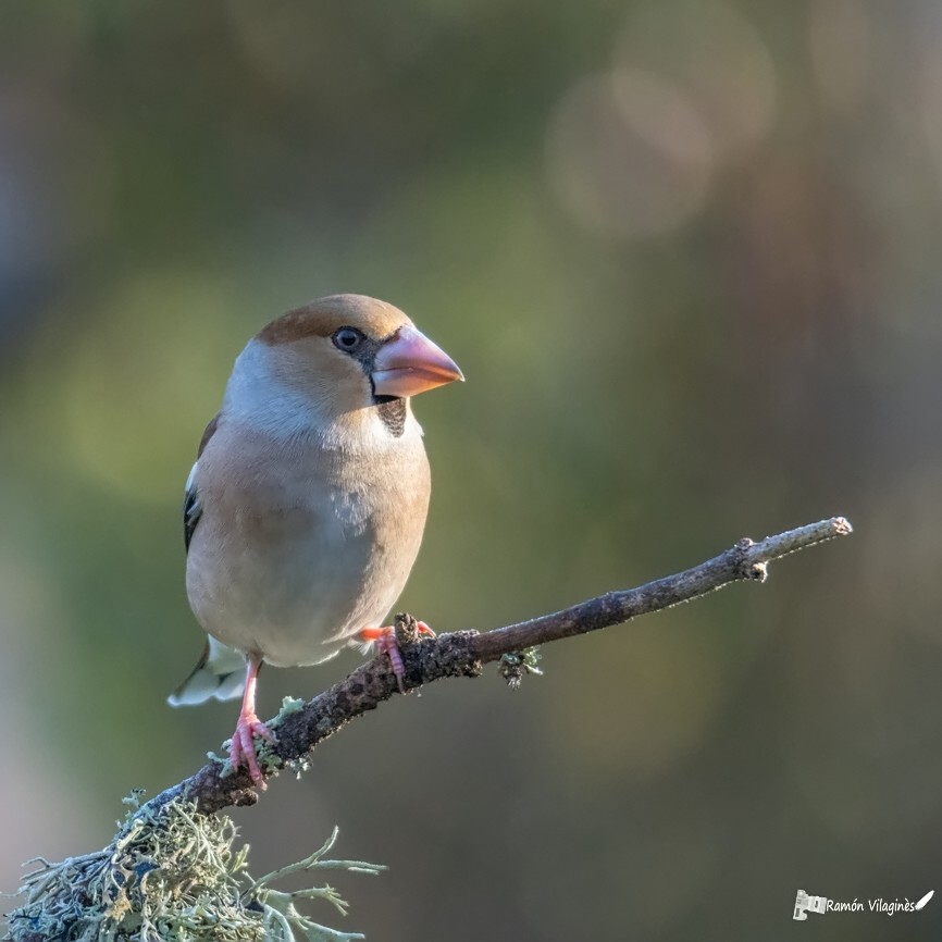 Grosbec casse-noyaux 369293DSC1581