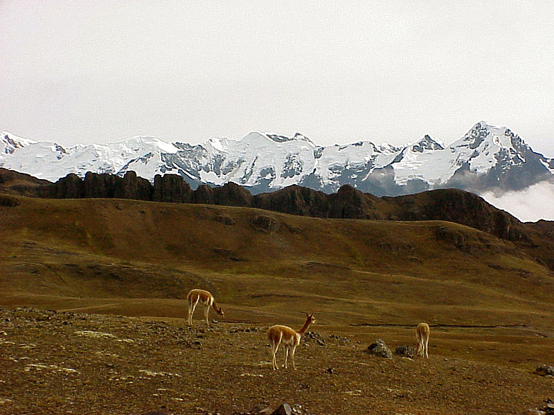 Animaux - Espèces menacées -La panthère nébuleuse +Le Kagou huppé+ autres 369844800pxAndesNordAvril03Vigognes002