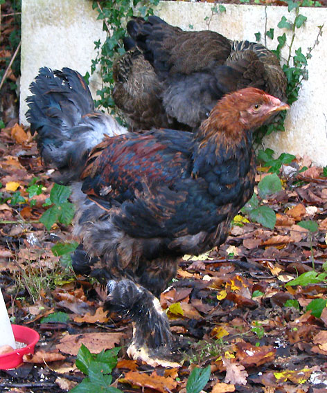 Nos poules d'ornement, des nouveaux P2 371358IMG1356