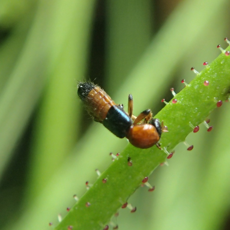 foire aux plantes rares de st priest !! (photos) 372742P3220064