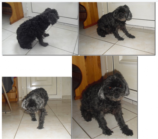 Sally ,canichette toy (mini) 13a donne sur Leboncoin (17) 373830Capturepleincran09112014182201