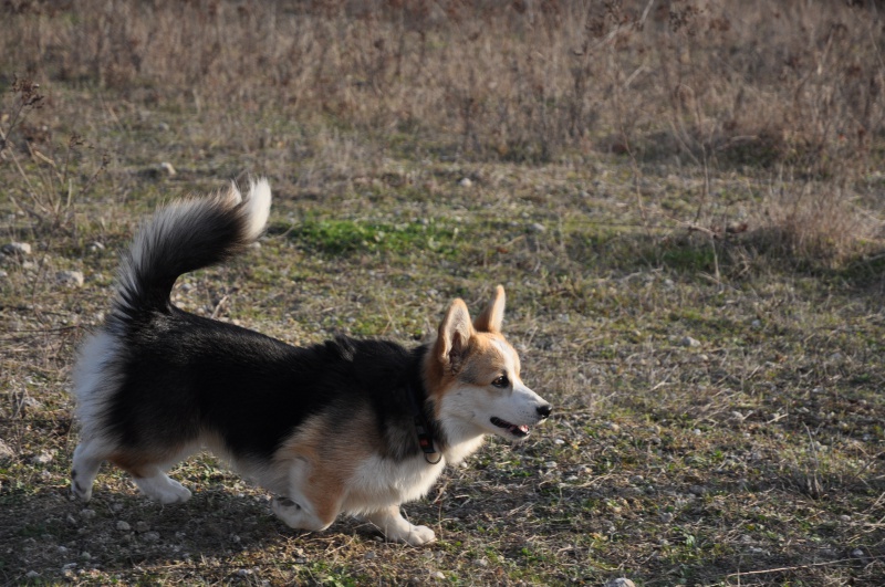 l histoire de mes chiens - L'histoire de mes LOULOUS...... - Page 3 374137DSC9909