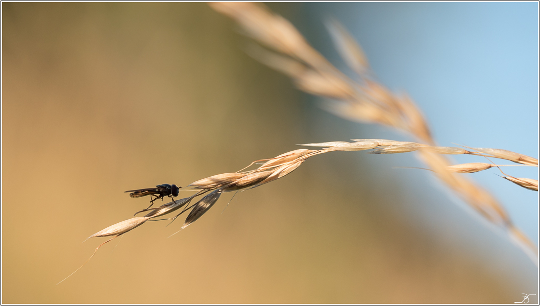 Dans les herbes 374979LR6P7190027