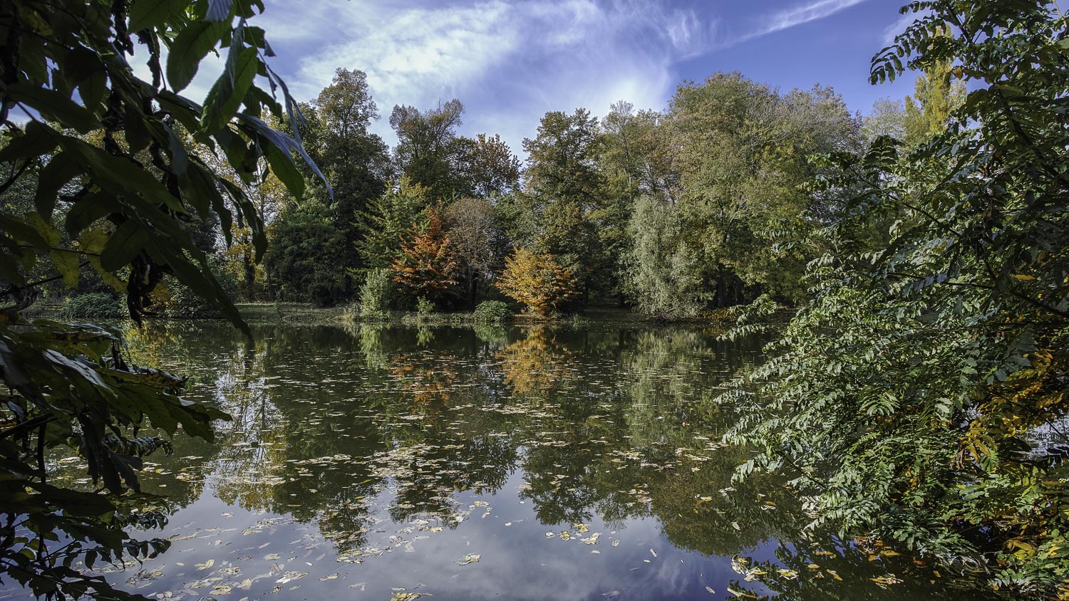 L'automne au bois (suite maj du 18/11) 375425DP0Q5706