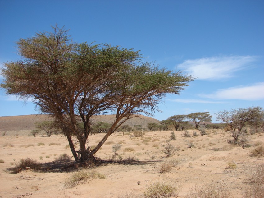 Le Grand Sud du Maroc - II 375537066