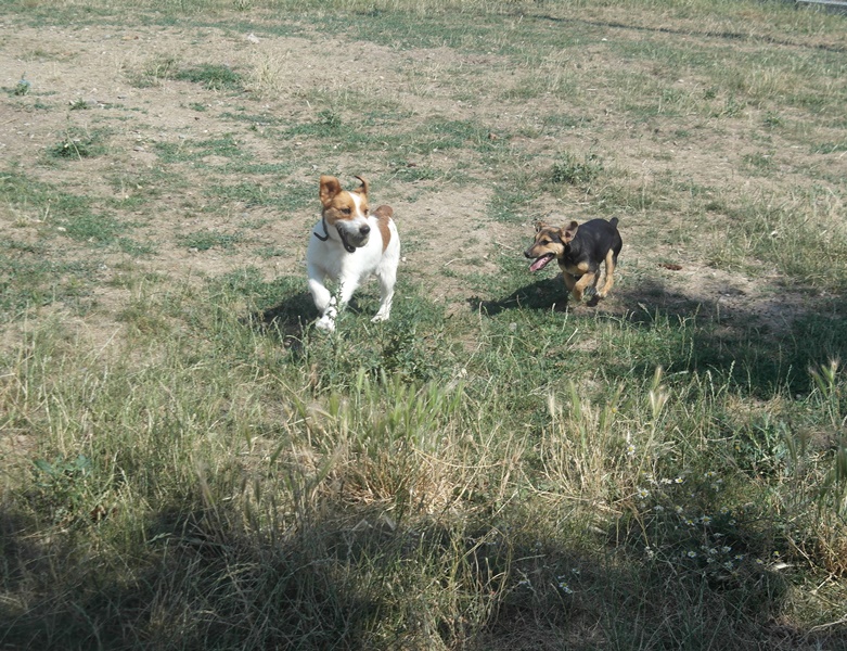 BASTON (croisé fox terrier mâle) 377794SAM2674