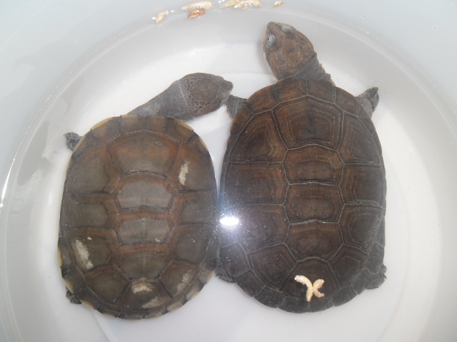 tortue pelomedusa  377835SAM0146