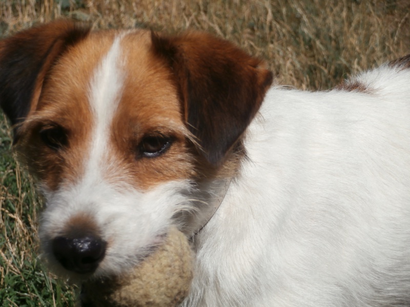 BASTON (croisé fox terrier mâle) 378752P7283174