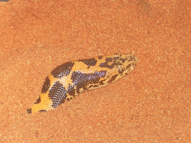 Ophidien : Gongylophis Colubrinus 3794541004526