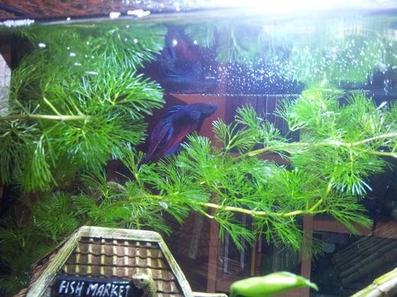 mon betta et sont aqua 380741aquabetta6